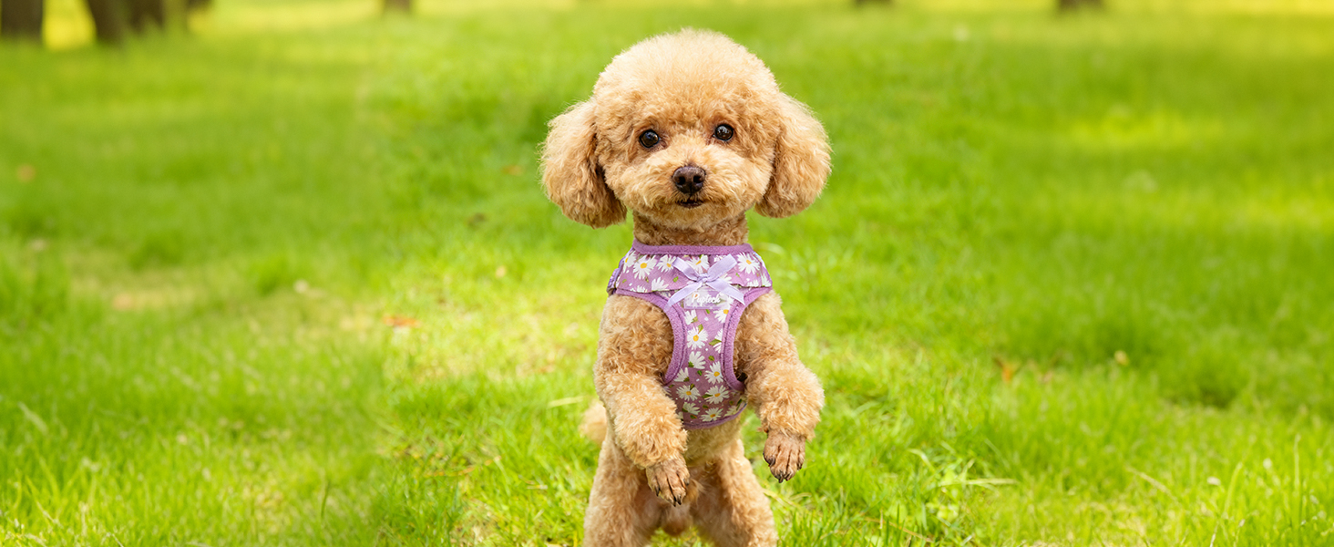small dog harness