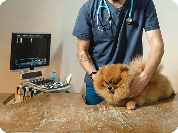 Pet Care