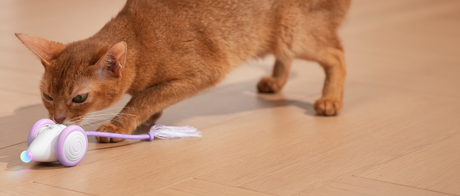 cat toy
