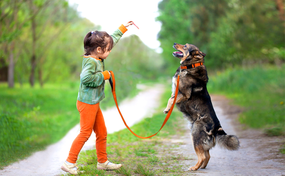 Dog collar