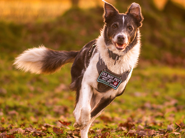 dog harness