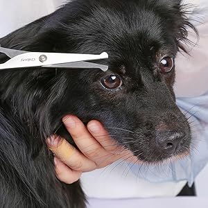 dog eye scissors
