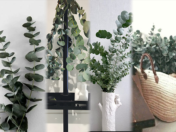eucalyptus