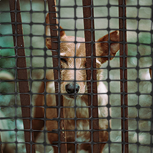 Safety fence barrier garden dog fencing plastic mesh pooltry netting animal temporary fences pool