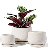 LE TAUCI Plant Pots, 4.1+5.1+6.5 inch, Set of 3, Ceramic Planters with Drainage Hole and Saucer, ...