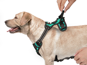 dog harness