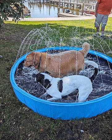 Dog pool