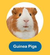 Guinea Pig