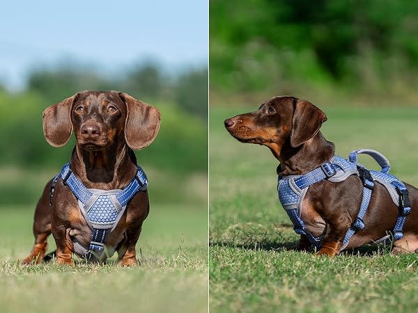 no slip dog harness escape proof