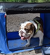 Bulldog inside Pop up Shade Oasis protected from the sun.