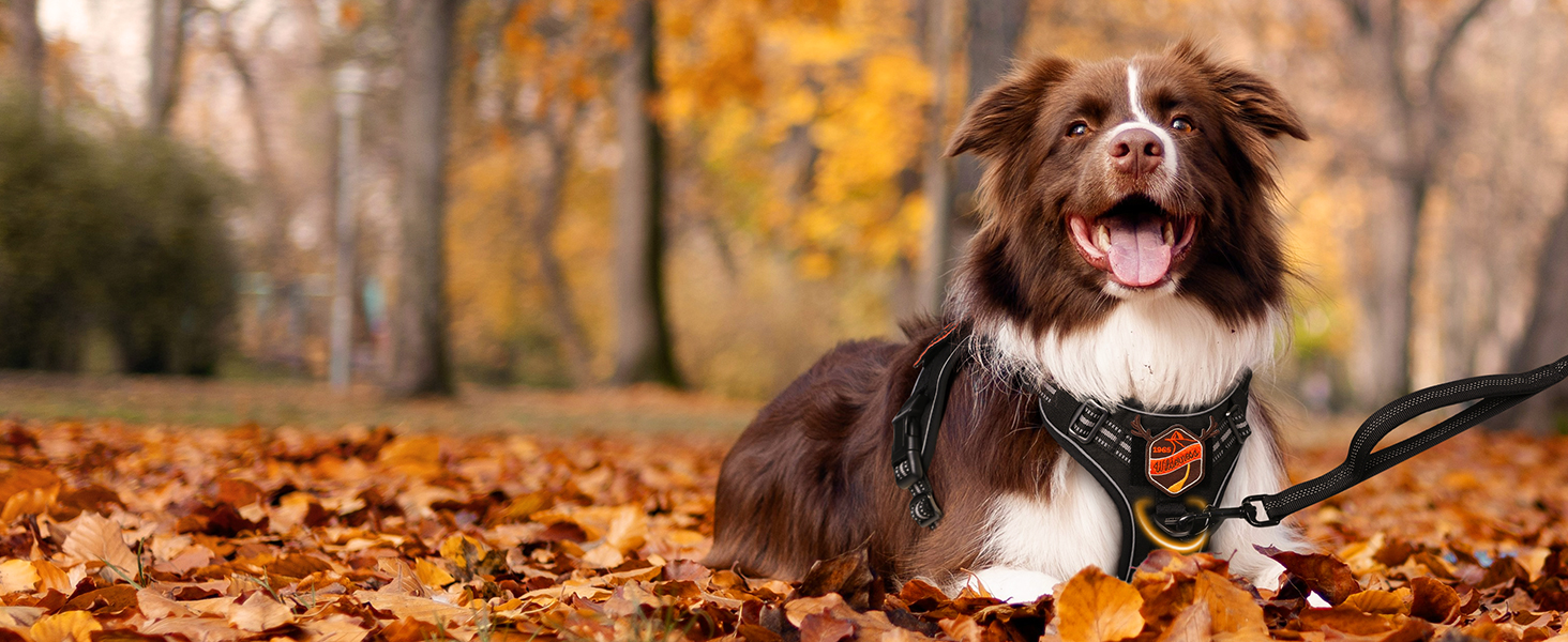 dog harness
