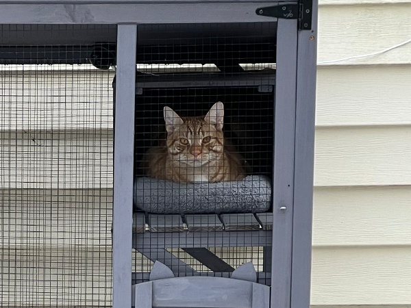 cat mat