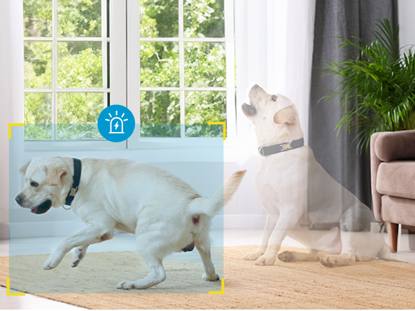 dog camera with speaker