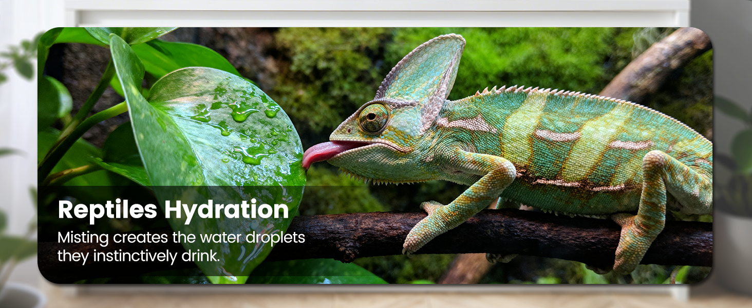 Reptile Mister
