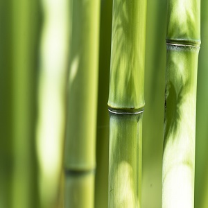close up of bamboo stems in a garden