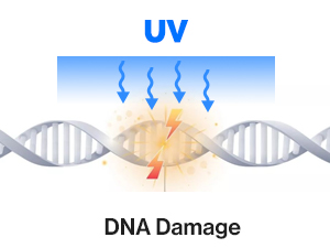 uv glvoes