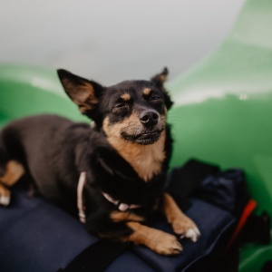 Pet