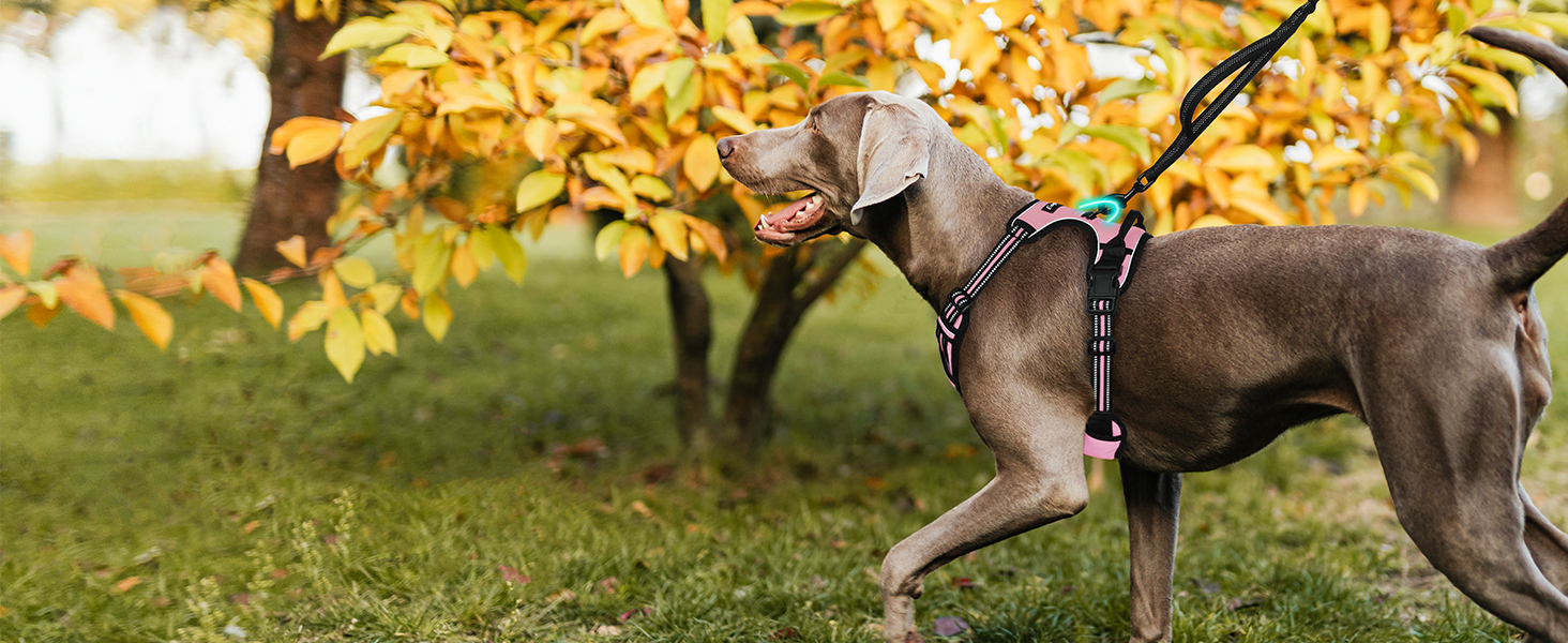 dog harness