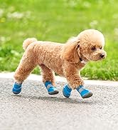 dog shoes for small dogs