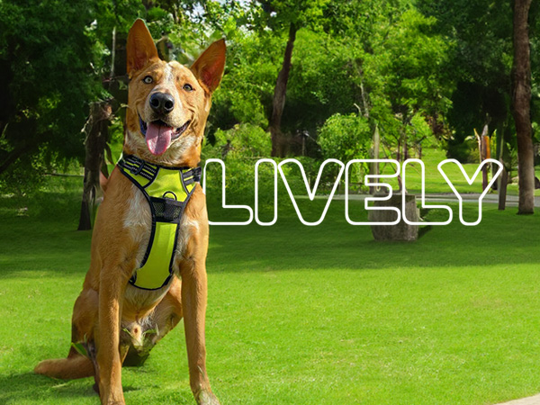 large dog harness heavy duty
