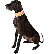 CoolerDog Hi-Vis Dog Cooling Collar - Orange Reflective Re-Freezable Ice Collar (X-Large)