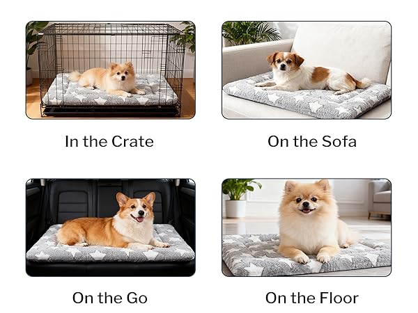 dog bed