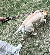short dog leash 3ft