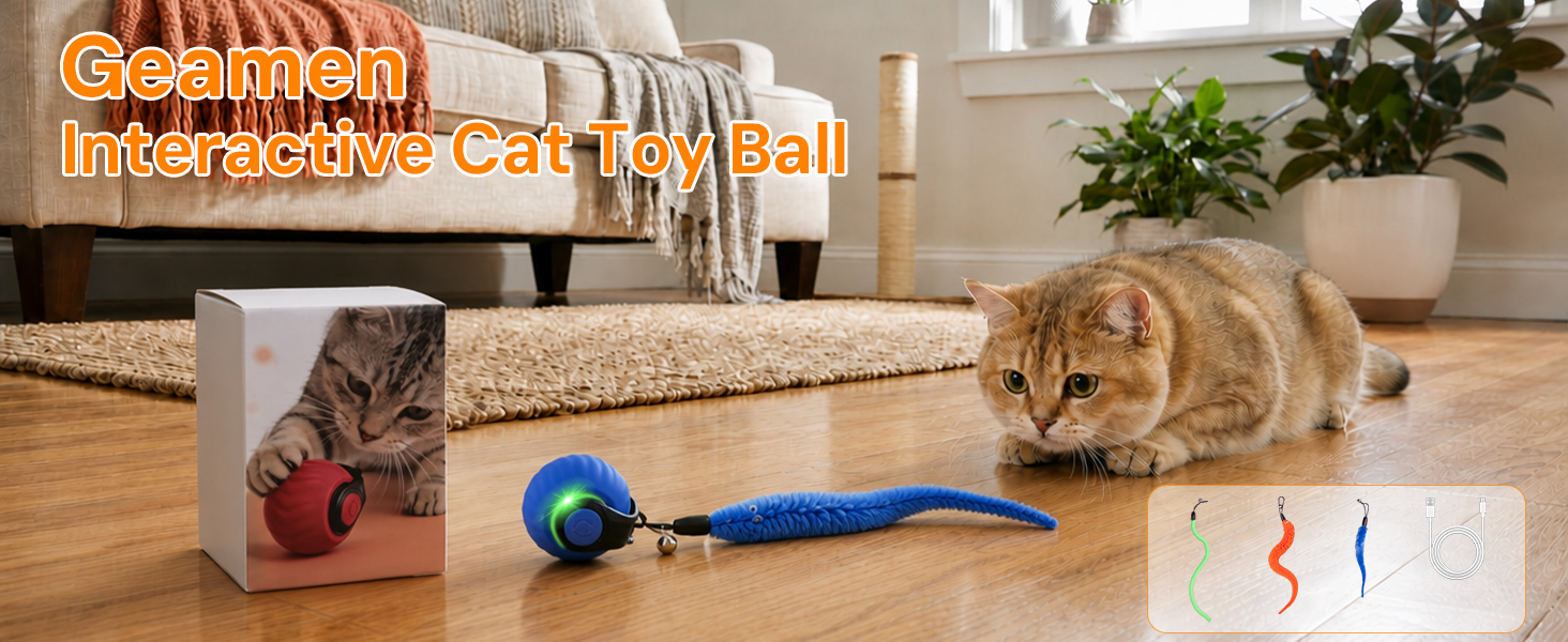 cat chasing toy