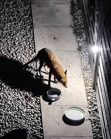 motion sensor lights outdoor