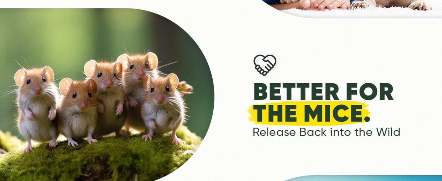 Humane Mouse Trap