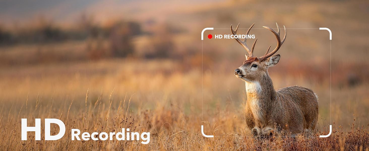 Wildlife Observation