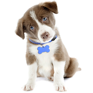 puppy collars
