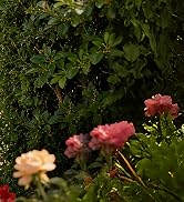 Cordless Pole Hedge Trimmer