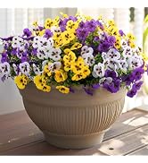 Rowfad 18 Pcs Artificial Fake Pansy Flowers for Outdoor, Faux Silk Pansies Spring Flowers for Out...
