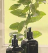 Shop Neroli Leaf Collection