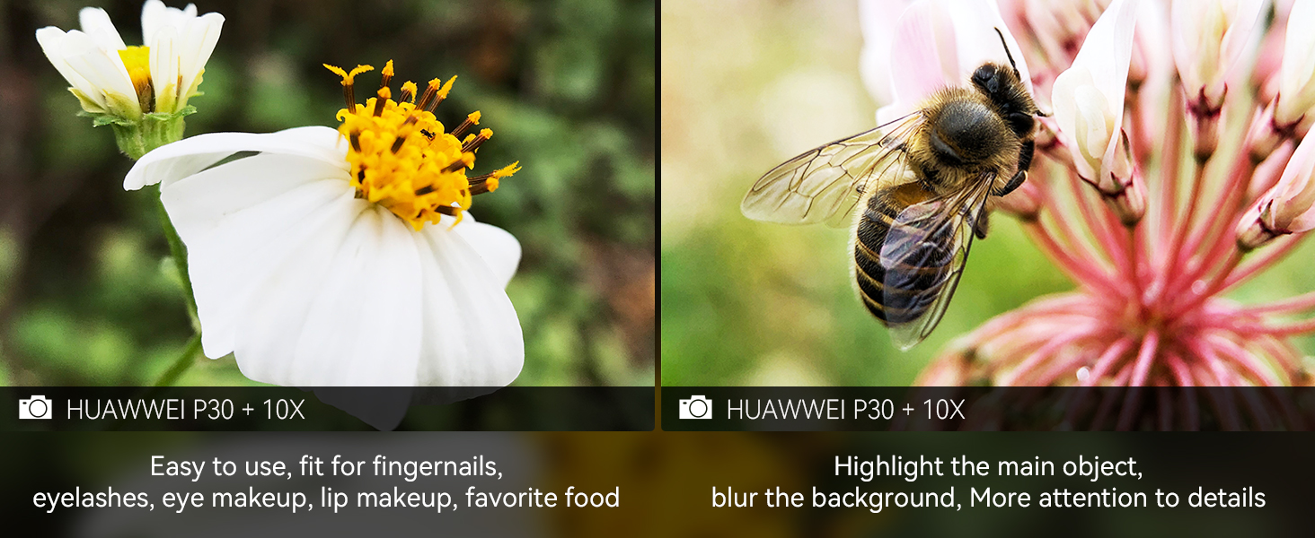 Series of close-up nature photographs showing flowers, insects, and plants in outdoor settings with natural lighting.
