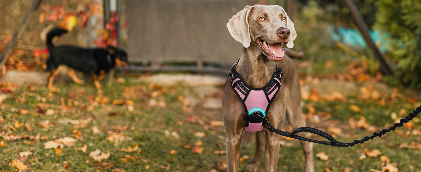 dog harness