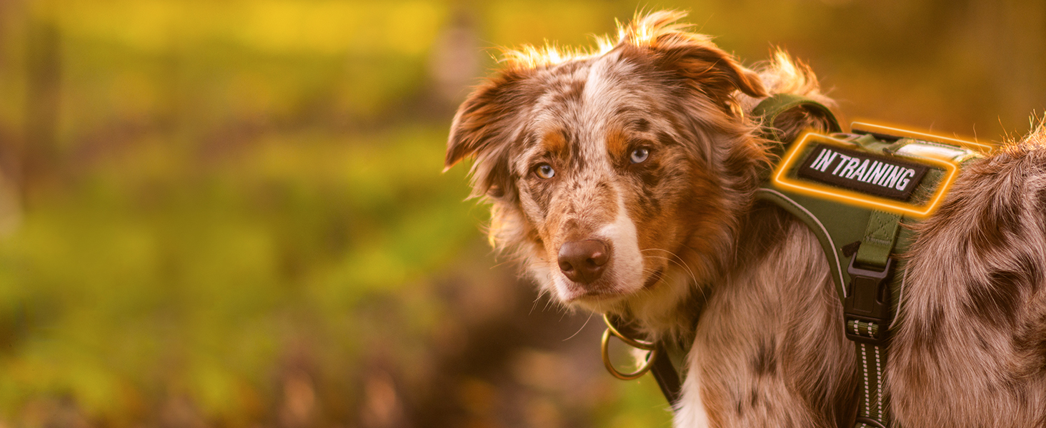 dog harness