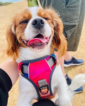 Harnesses
