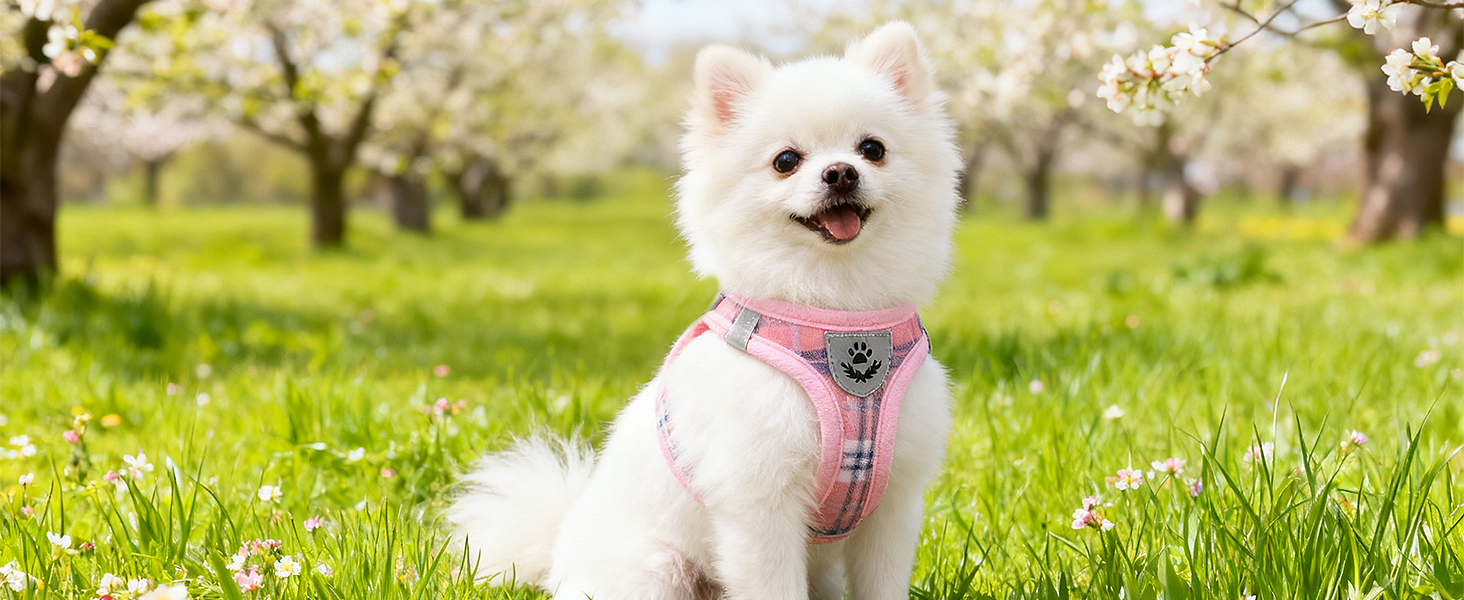puppy harness