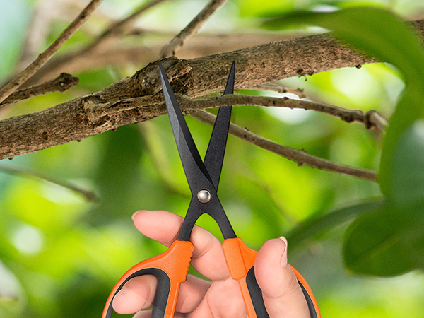 garden scissors