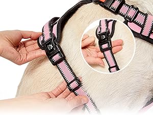 dog harness