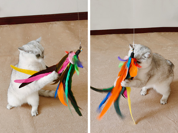 Retractable Cat Wand Toy and Feather Toys 10