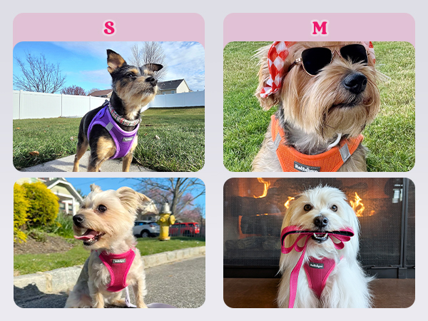 Dog Harness padded