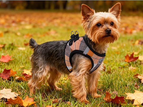 dog fall harness