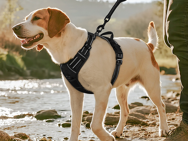 Classic dog harness
