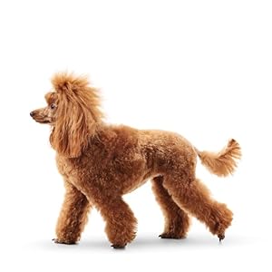 dog conditioner deshedding dog shampoo dog grooming supplies dog supplies dog deodorizing spray