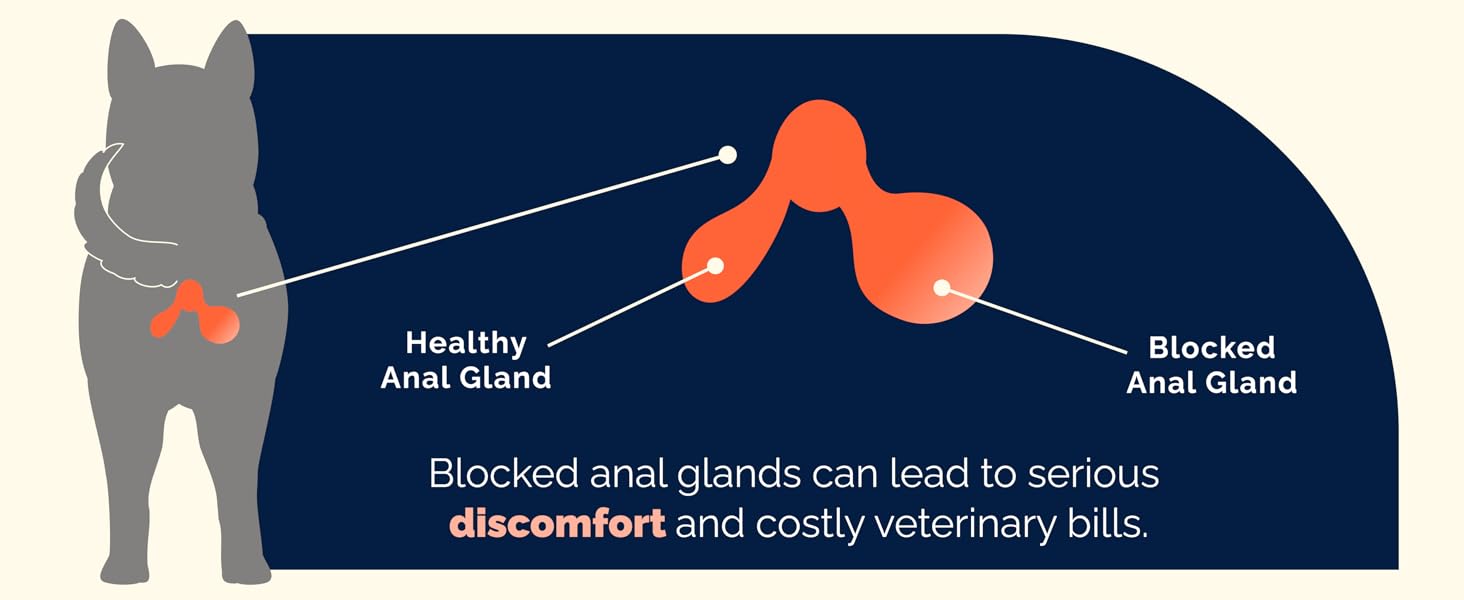 Diagram comparing healthy and blocked anal glands in pets, cause of discomfort and vet bills