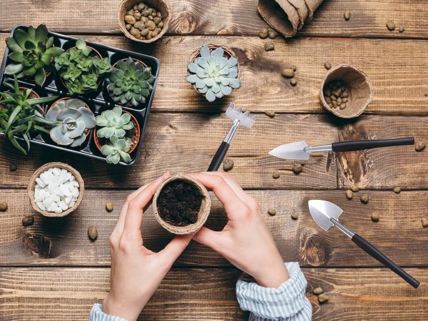 succulent tools