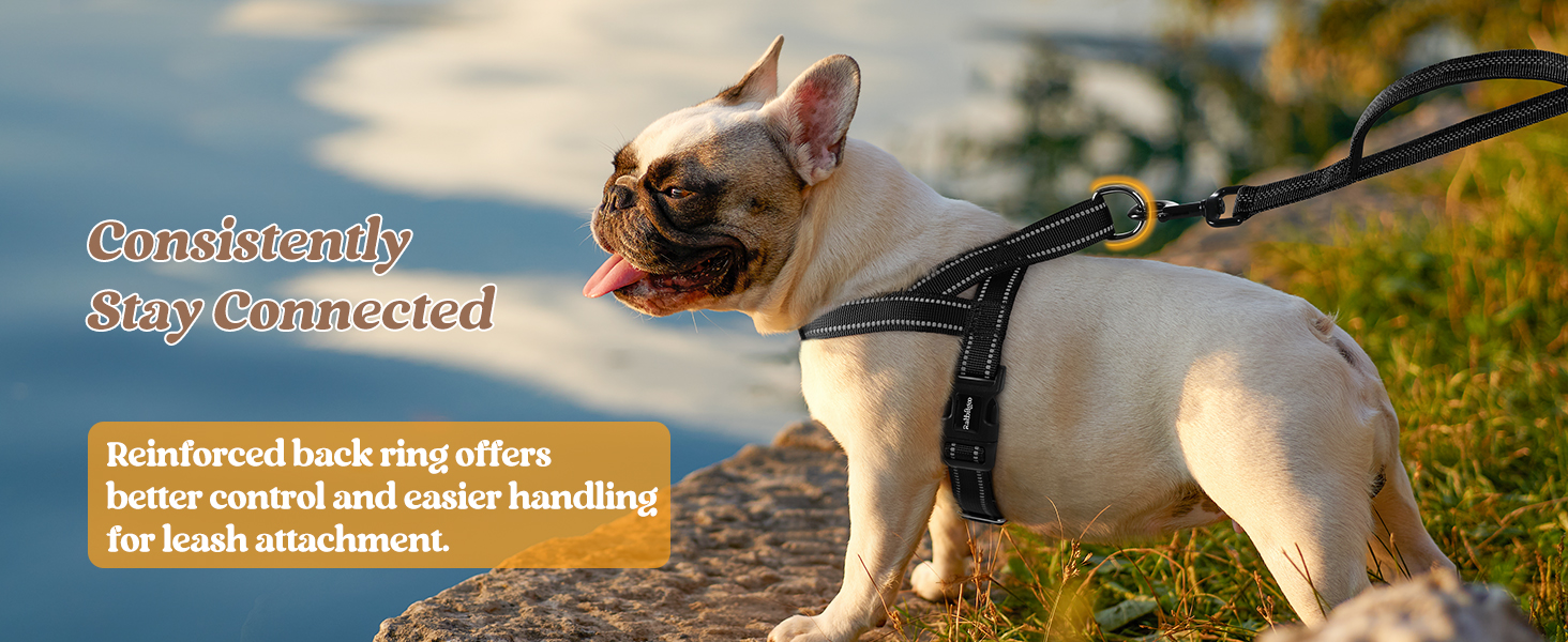 dog harness